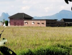 Marak Alih Fungsi Lahan Sawah di Musi Rawas, LAKI P45 Desak Bupati dan Gubernur Bertindak Tegas.