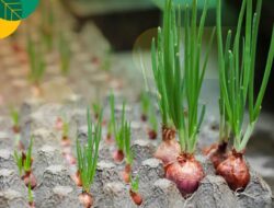 Diduga Mark Up Pengadaan Bibit Bawang Merah di Muratara, Kualitas dan Volume Dipertanyakan